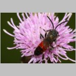 Sphecodes pellucidus - Blutbiene m001a 6mm - Sandgrube Niedringhaussee-det.jpg